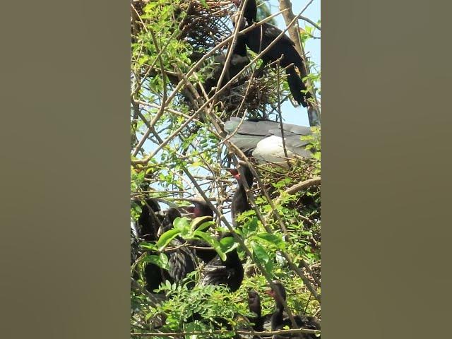 Video thumbnail for Wow Nice Gain Bird A lot  EP 41 #birds #nestbird #birdalot #birdfeed #birdeat