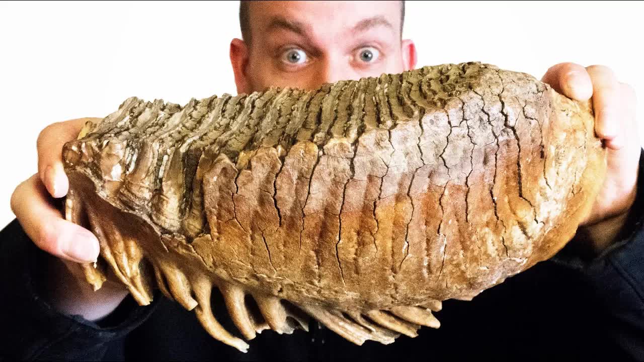 Video thumbnail for Fossil Preparation: Mammoth Tooth Restoration with Water-Cooled Saw