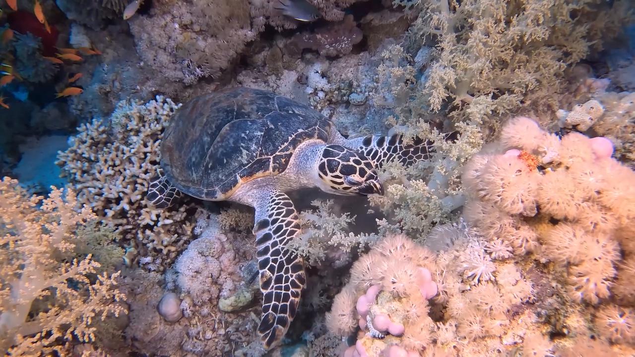 Video thumbnail for Egypt: Marine life and unique ecosystem draw divers to Egypt's 'Anemone City'.