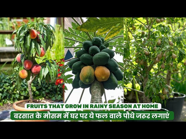 Video thumbnail for बरसात के मौसम में घर पर ये फल वाले पौधे जरूर लगाएं  | Fruits That Grow In Rainy Season At Home