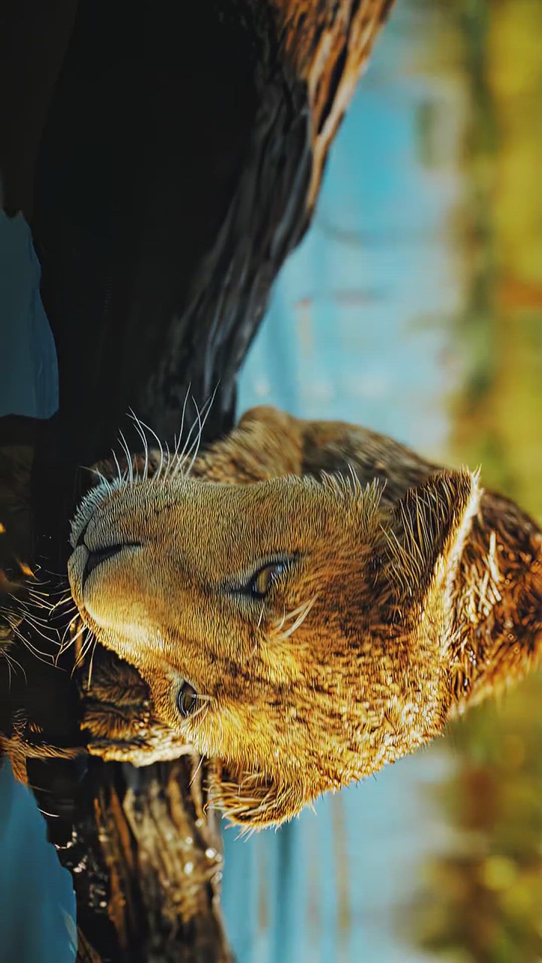 Video thumbnail for Mufasa the lion King👑