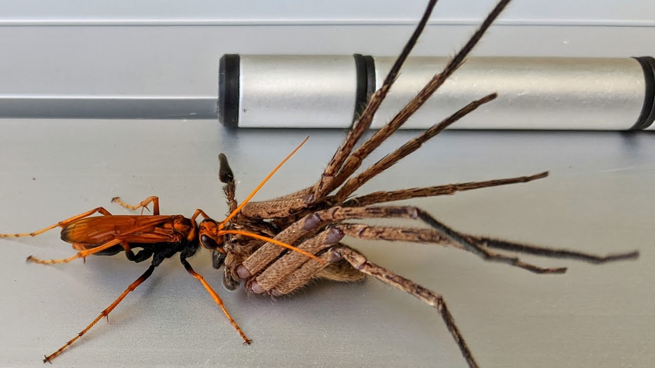 Video thumbnail for 10 Creatures You Wouldn’t Believe Actually Exist