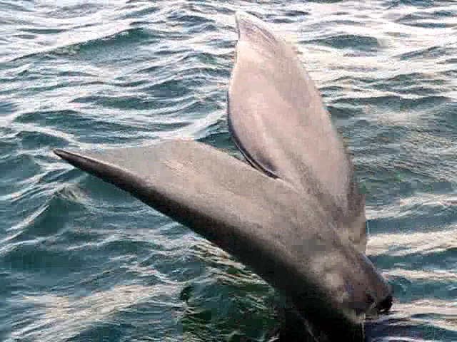 Video thumbnail for Whaling in Gansbaai Aug 2008