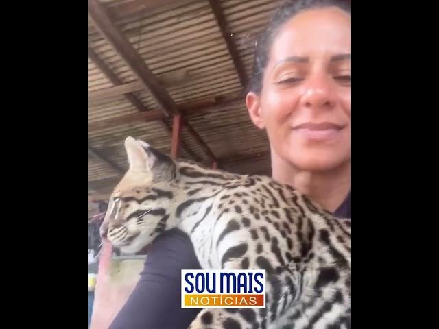 Video thumbnail for Jaguatirica 'pituca', criada como pet, é resgatada pelo IBAMA no Pará