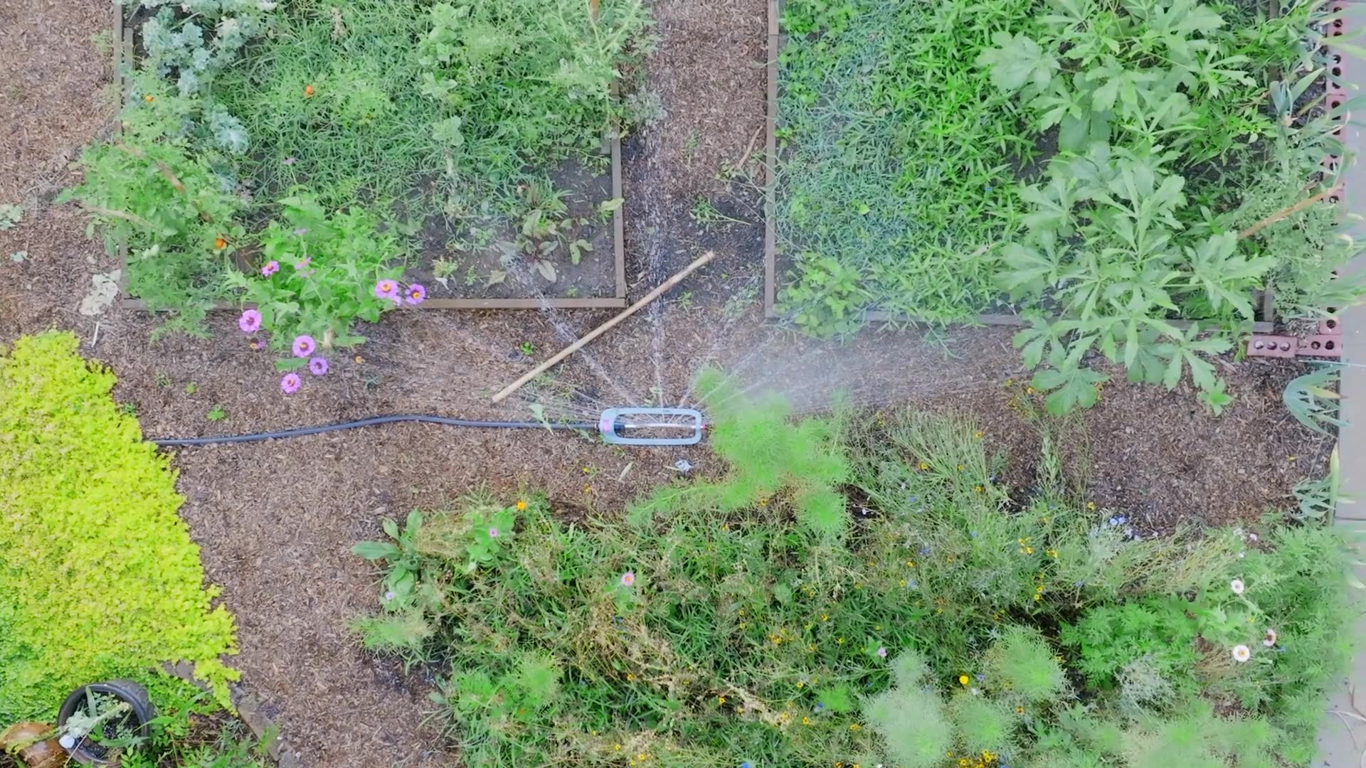 Video thumbnail for Lawn Watering 101: Tips for a Healthy, Green Yard