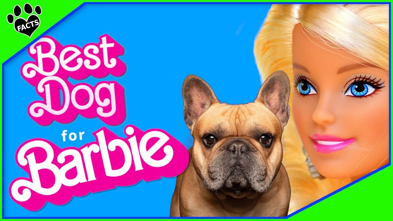 Video thumbnail for Paws and Pizzazz: The Top 10 Dog Breeds That Match Barbie's Style