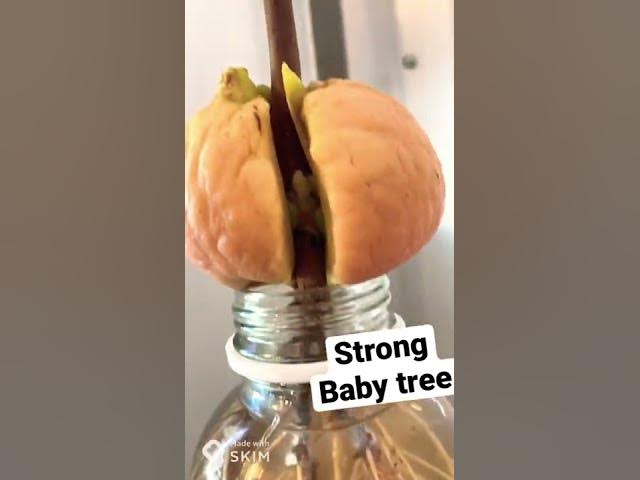 Video thumbnail for Fun fact: Baby avocado ; almost ready for grafting! Strangely the plants don’t easily produce fruits