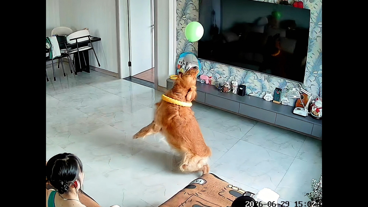 Video thumbnail for Golden Retriever's Balloon Game Steals the Show