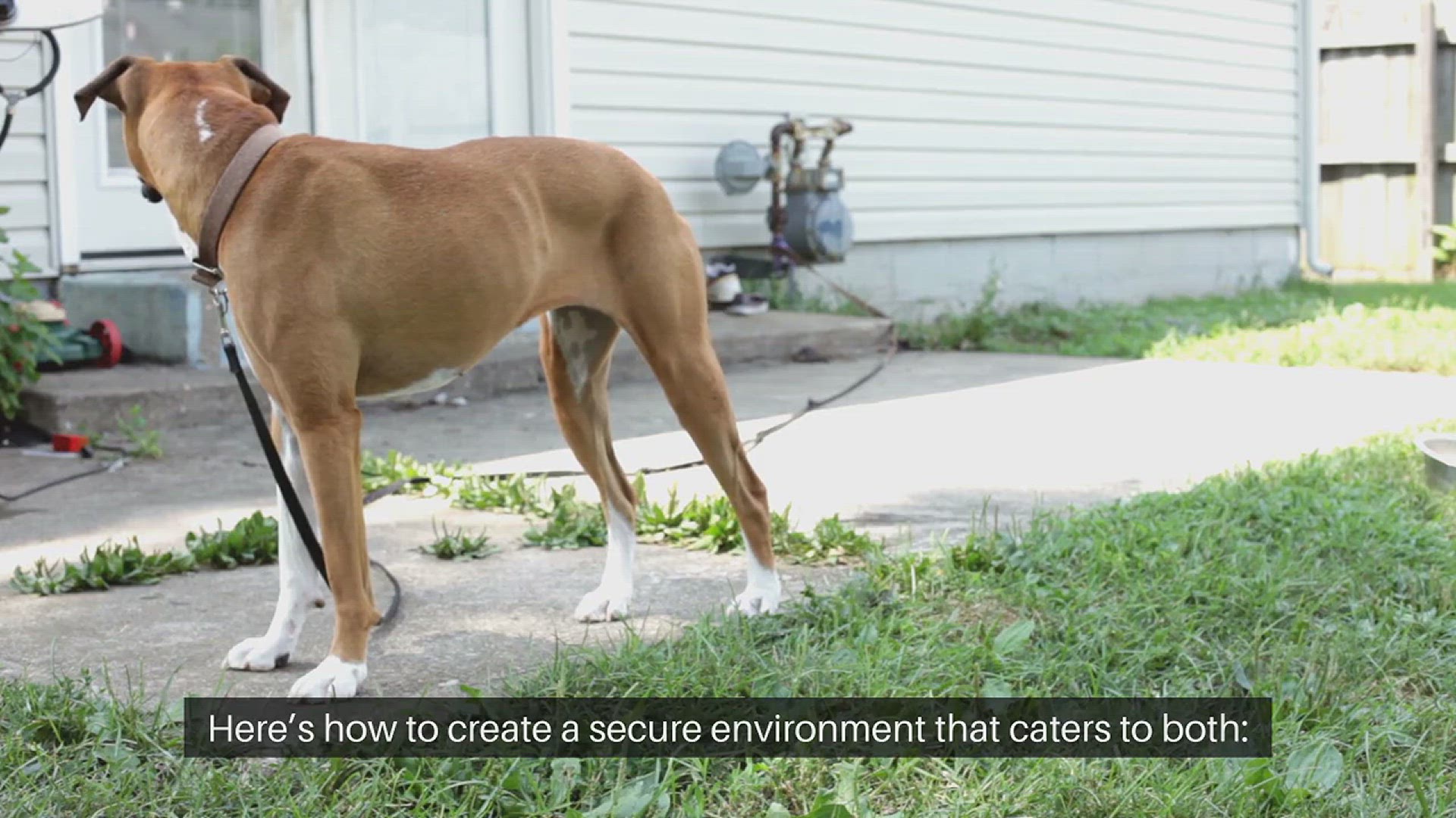 Video thumbnail for Pet Friendly Home Security