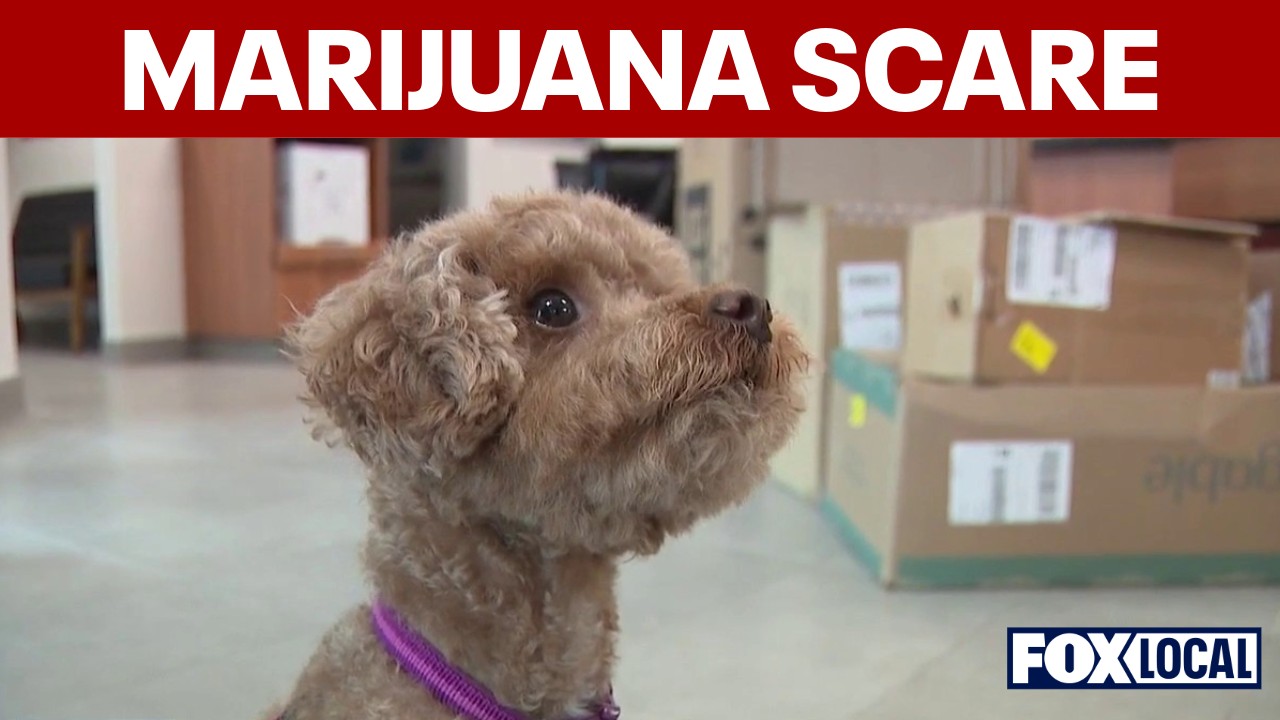 Video thumbnail for Dog gets marijuana toxicity from discarded joint on walk