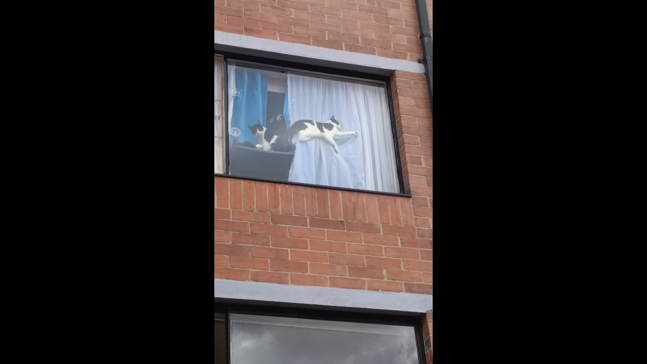 Video thumbnail for Cat Relaxing on Window Curtains in Bogota