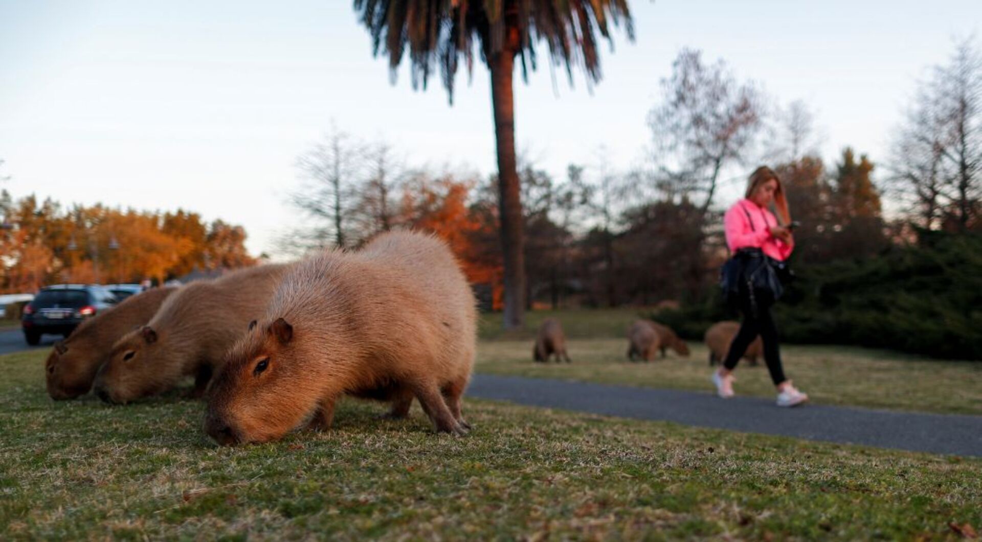 Video thumbnail for Argentine suburb battles invasion of giant capybaras