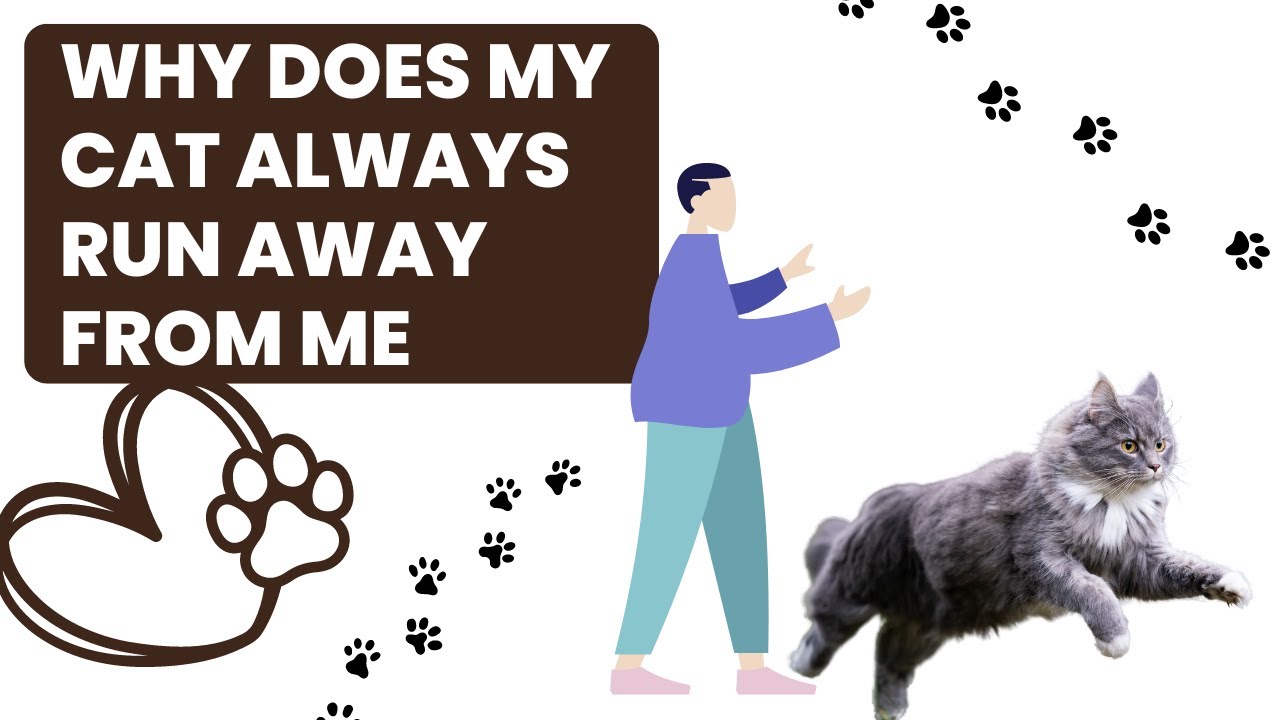 Video thumbnail for Why Does My Cat Always Run Away From Me?
