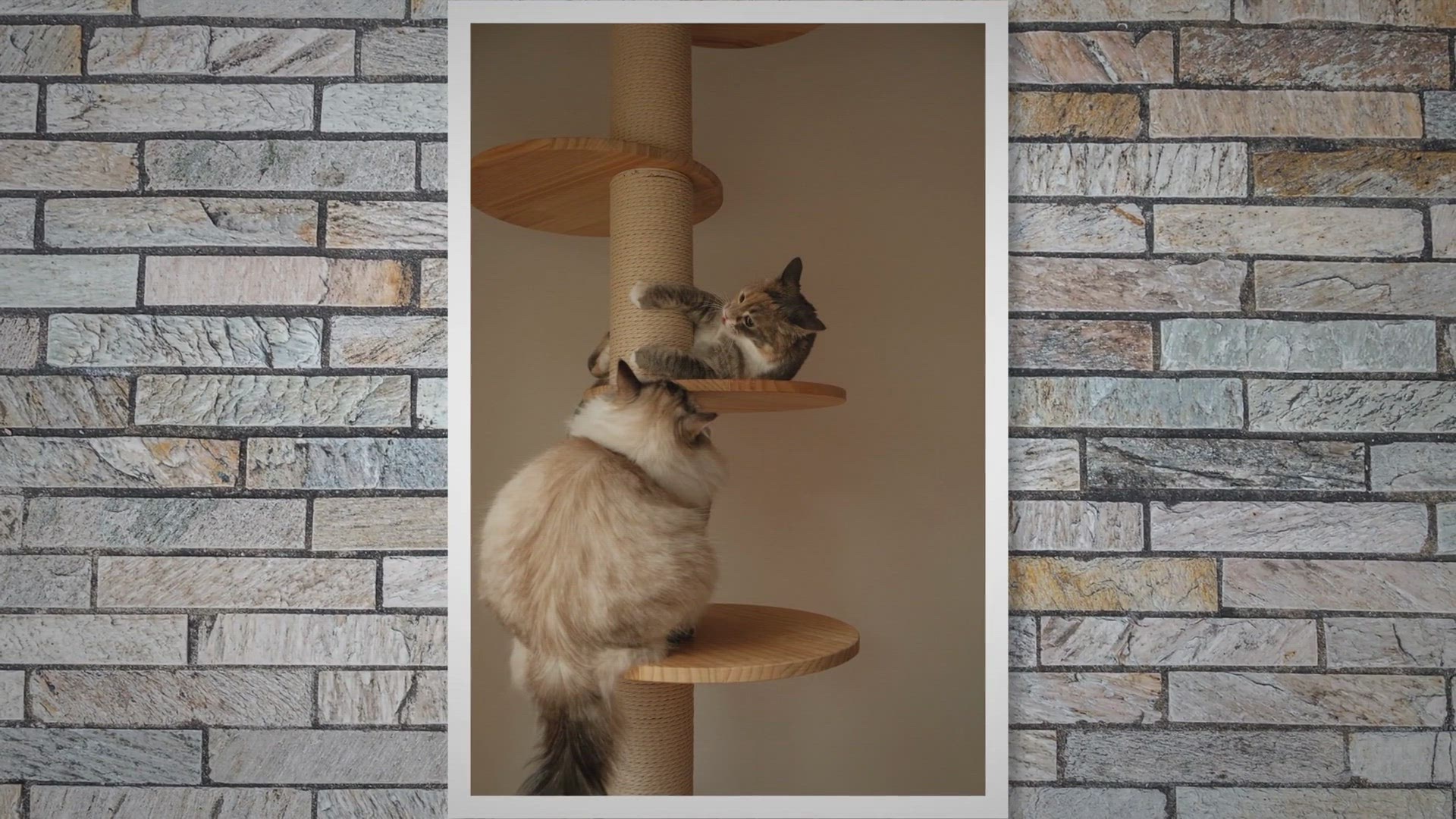 'Video thumbnail for Why Does Your Cat Bite Itself?'