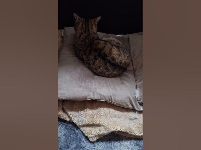 Video thumbnail for When Tiggs gets Ghost's bed....