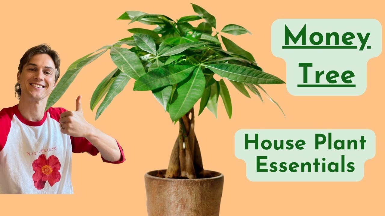 Video thumbnail for Money Tree Plant Care - How to Grow Pachira - Low Maintenance