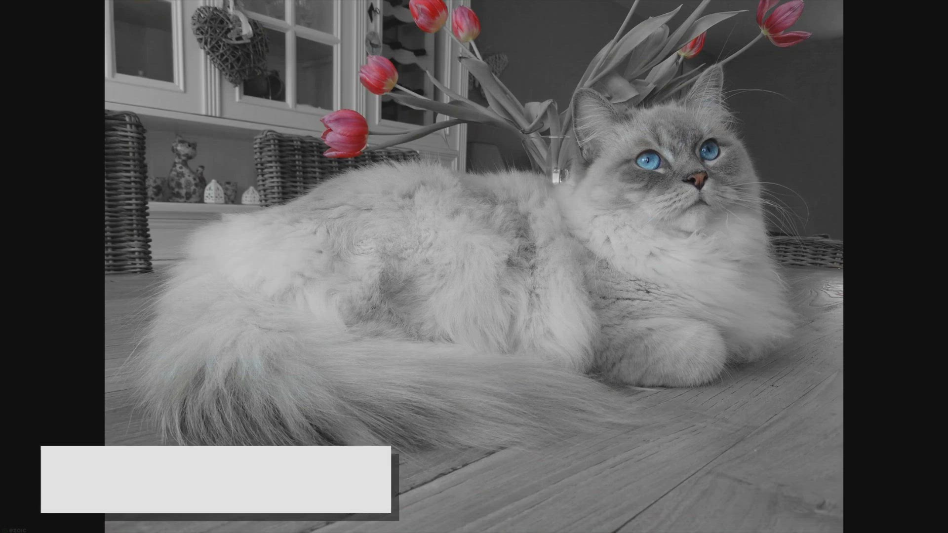 'Video thumbnail for Ragamuffin Showdown: How Do They Measure Up to Ragdolls?'