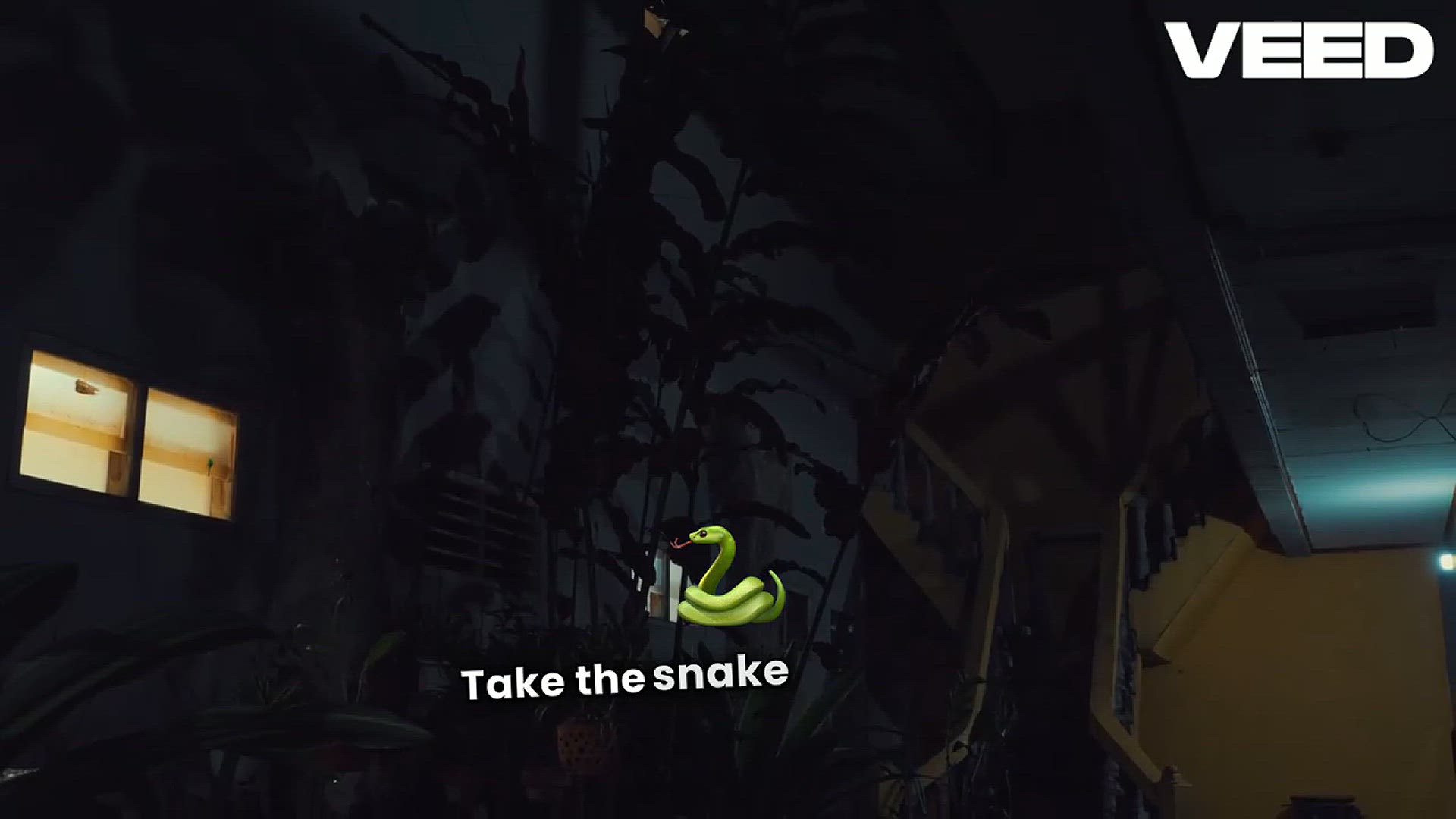 'Video thumbnail for Low Light Plants That Transform Homes'