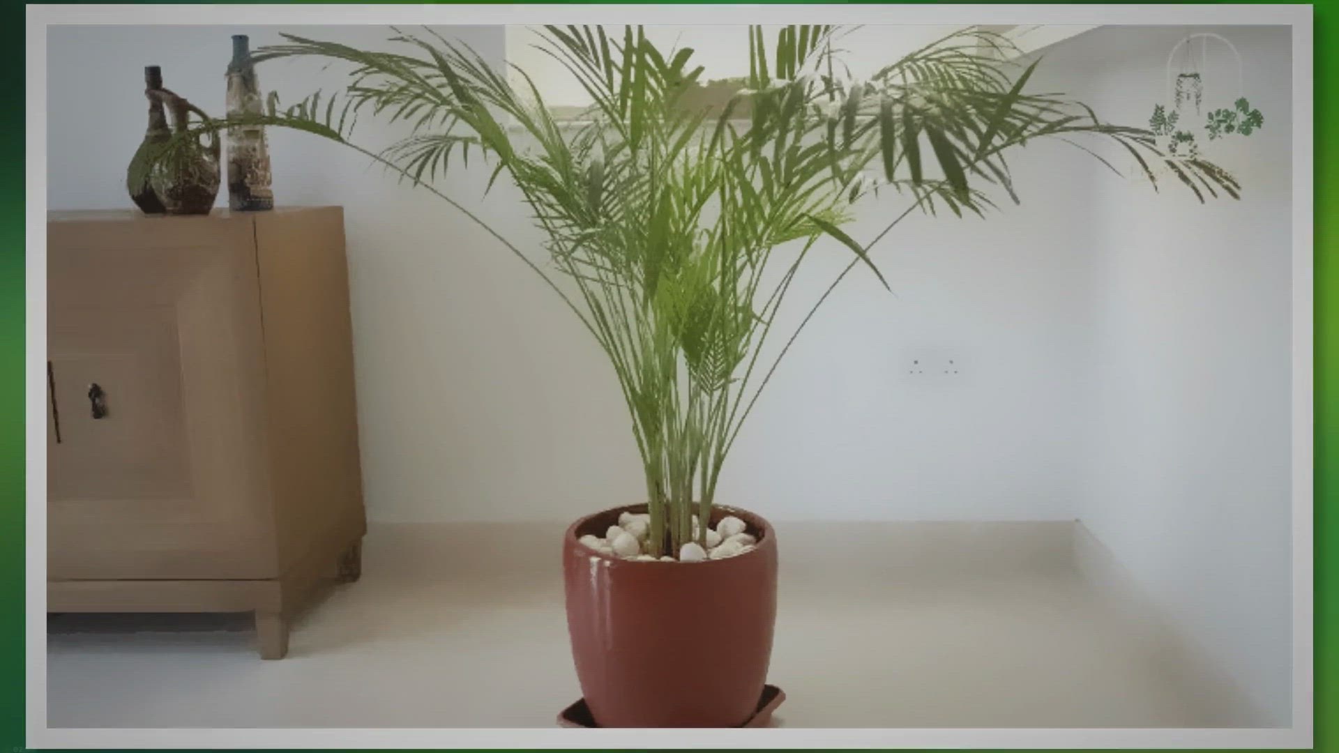 'Video thumbnail for A Guide to Making a Statement with Large Indoor Plants'