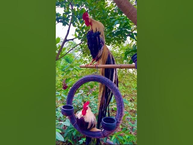 Video thumbnail for #chicken 라고 할 수 있다 #cute mp4