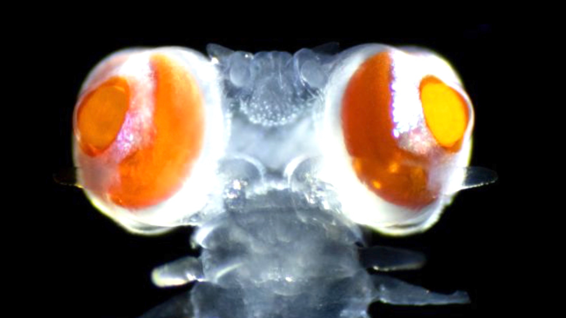 Video thumbnail for Why do deep-sea nocturnal predators have gigantic eyes?