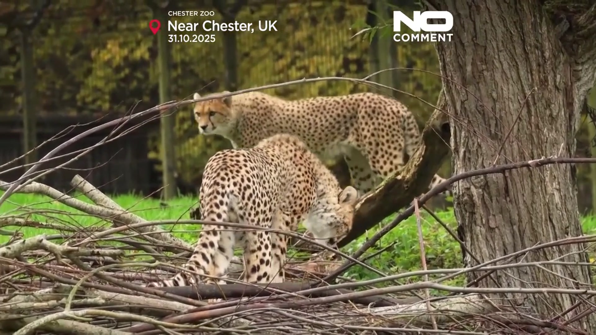 'Video thumbnail for Rare African cheetah brothers arrive at UK’s Chester Zoo'