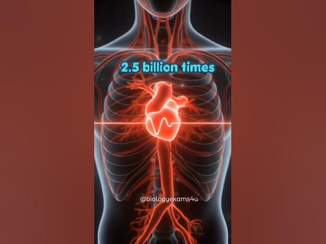 Video thumbnail for Amazing Human Body|| Interesting Stats #interestingfacts