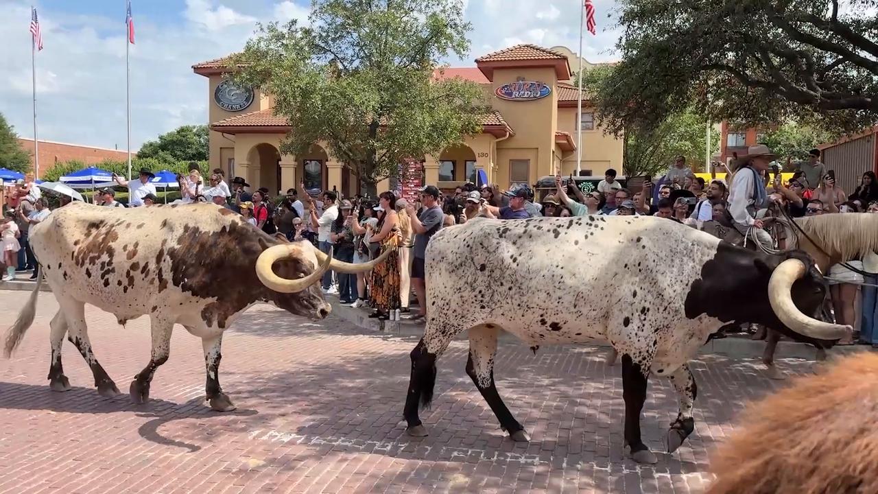 Video thumbnail for US: Traditional Longhorn cattle drive held in US.