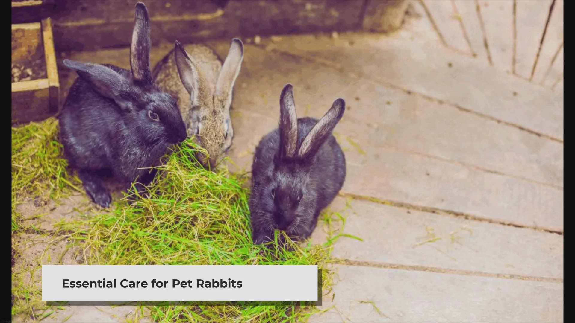Video thumbnail for Introduction to Basic Rabbit Care - Goygar