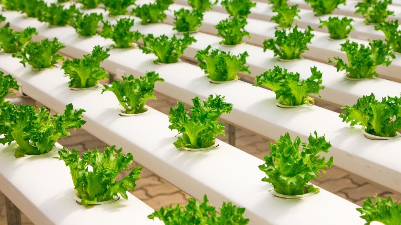 Video thumbnail for 10 Best Hydroponic Plants For Easy Cultivation