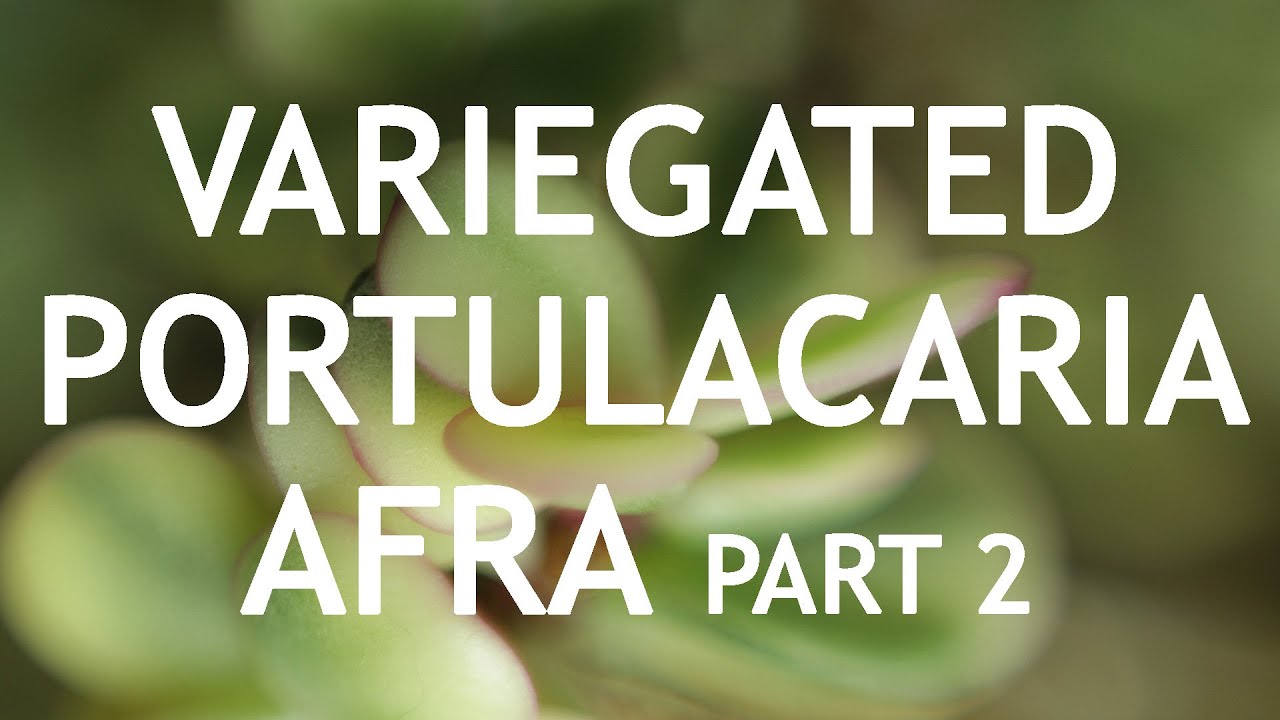 Video thumbnail for Small Variegated Portulacaria Afra Bonsai, from nursery material, 2