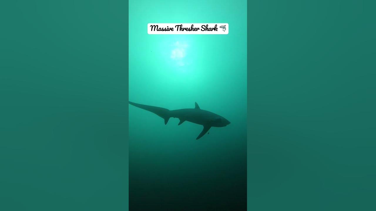 Video thumbnail for Massive Thresher Shark 🦈 in Malapascua 🏝️