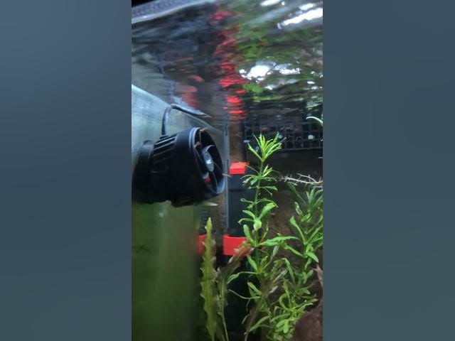 Video thumbnail for Hygger Wave Maker HG165 vs Biofilm #shorts #aquarium #hygger #wavemaker #biofilm #satisfying