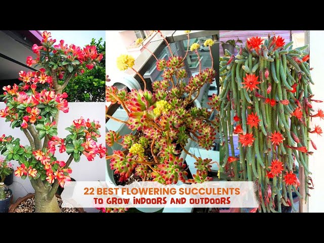 Video thumbnail for 22 Best Flowering Succulents To Grow Indoors and Outdoors