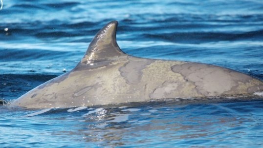 Video thumbnail for A closer look at why whales migrate to the tropics for skin health