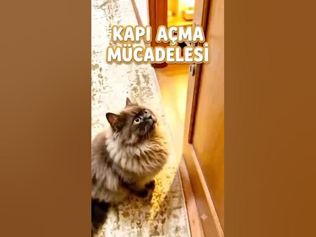 Video thumbnail for Kedim Duman kapalı kapılara neden bu kadar düşman? 😂 #shorts