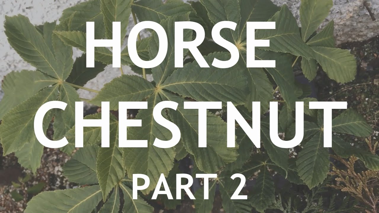 Video thumbnail for Horse Chestnut Bonsai 2