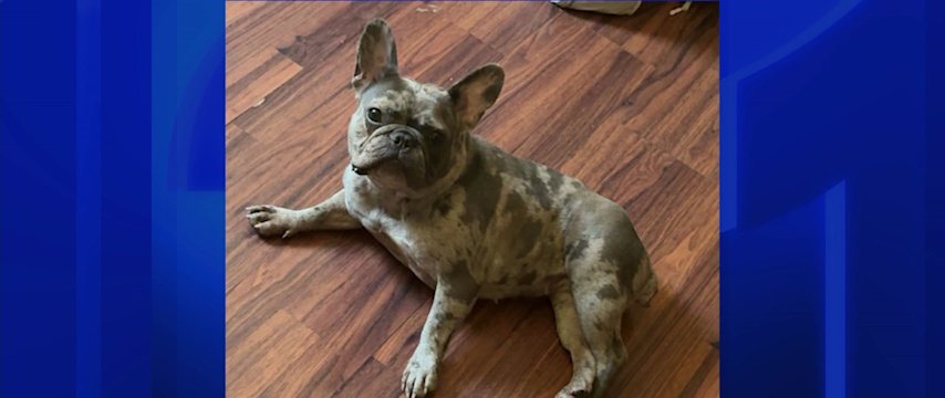 Video thumbnail for $1K reward offered for dog stolen from front porch in Mount Vernon