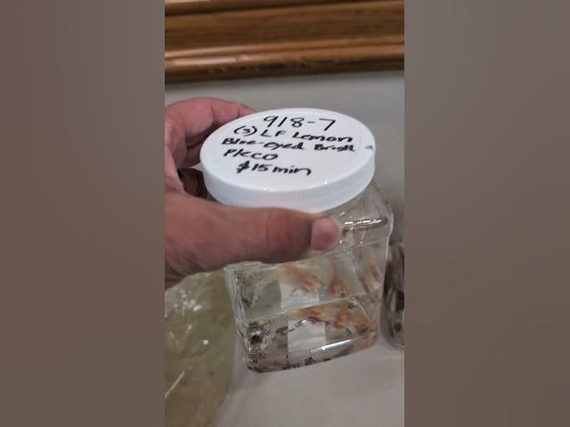 Video thumbnail for Finding Fish and Plants at the COAST Fish Club Auction! #fishclub #auction