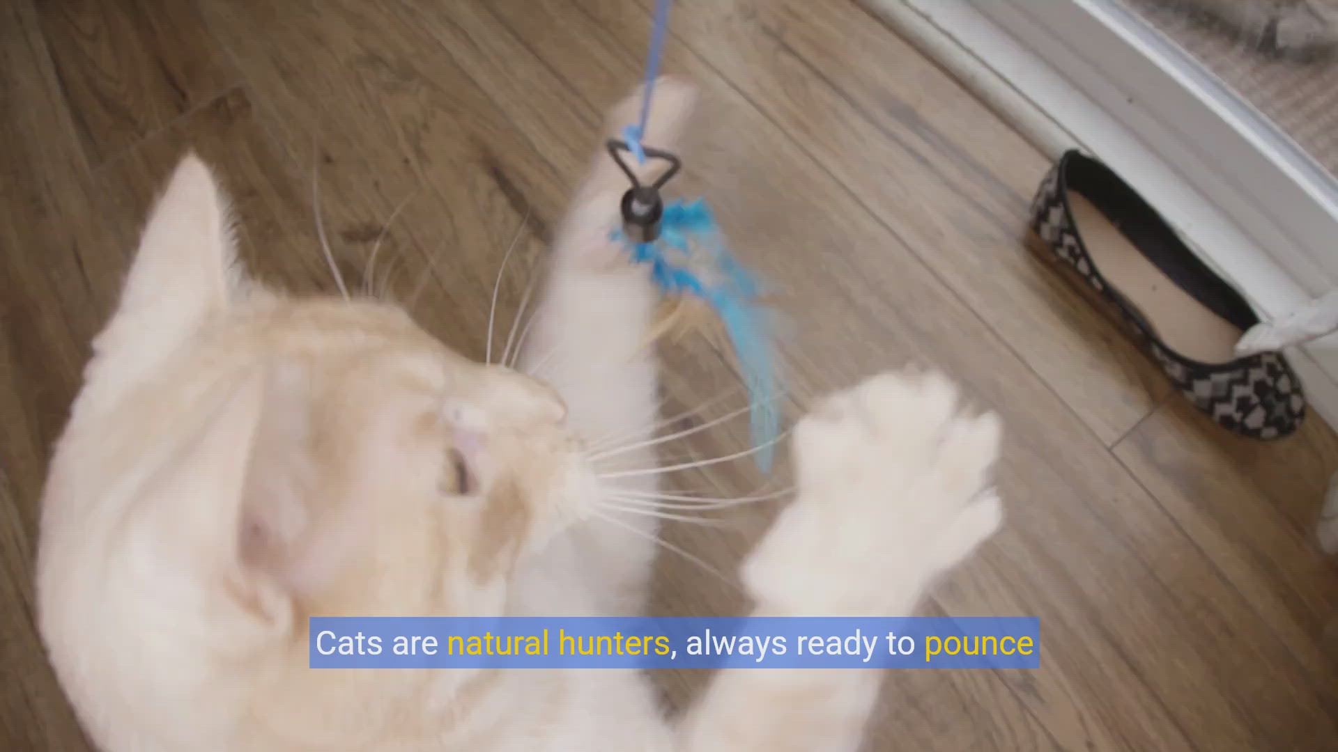 'Video thumbnail for Purr-fect DIY: Crafting Catnip Toys Your Kitty Will Adore'