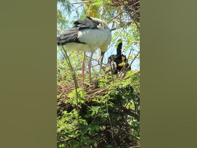 Video thumbnail for Wow Nice Gain Bird A lot  EP 44 #birds #nestbird #birdalot #birdfeed #birdeat