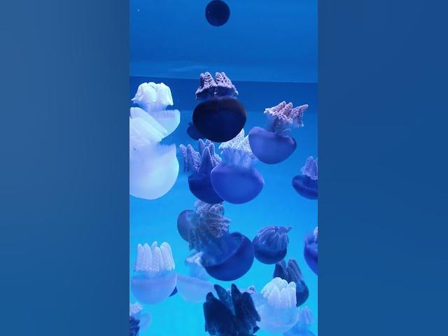 Video thumbnail for December 31, 2022