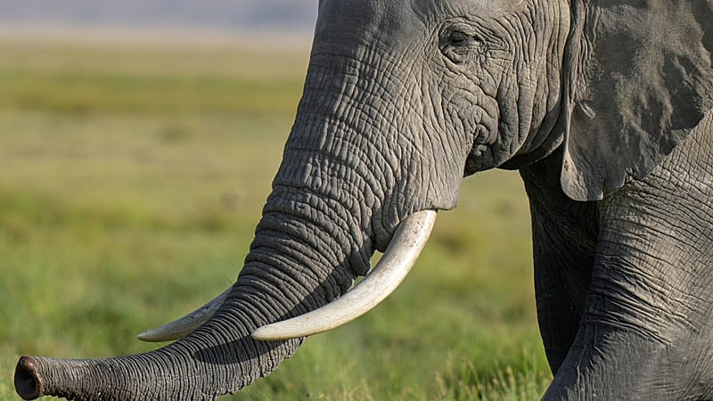 Video thumbnail for Three dead after vehicle collides with elephant in Uganda national park