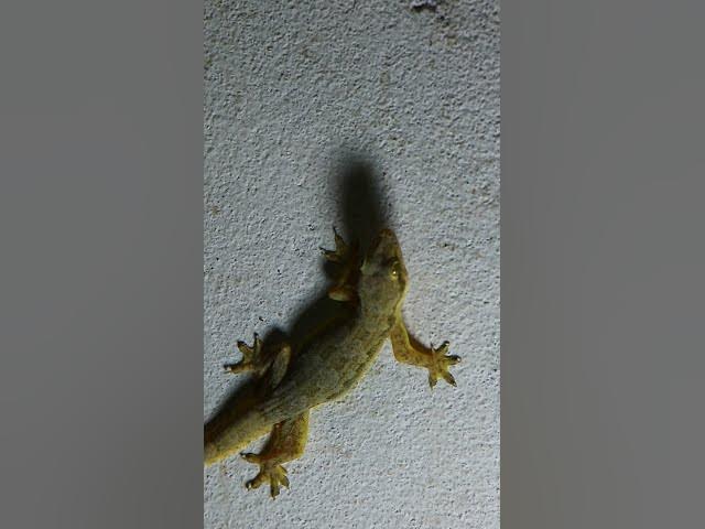 Video thumbnail for Tuko lizard or gecko lizard catch insect eat 🦎#gecko #geckos #reptiles #lizard #exoticpet #Tuko
