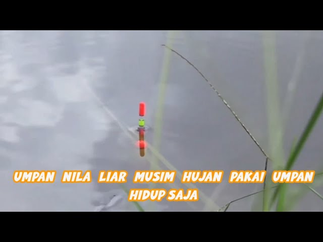 Video thumbnail for MUSIM HUJAN IKAN NILA SUSAH MAKAN PAKAI UMPAN HIDUP INI SAJA AUTO PANEN STREAK