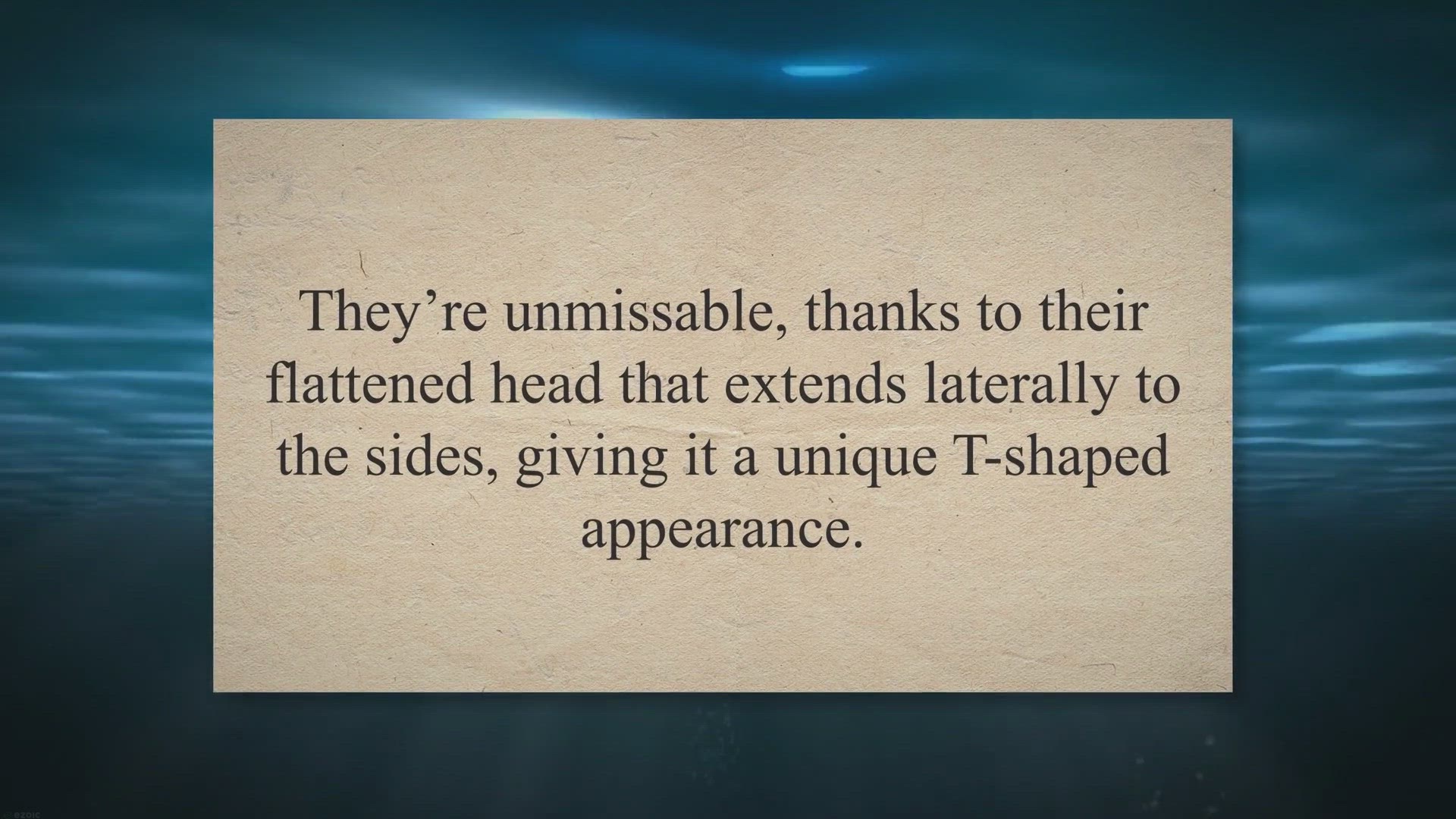 Video thumbnail for All About Hammerhead Sharks: The Squat-Headed Shark