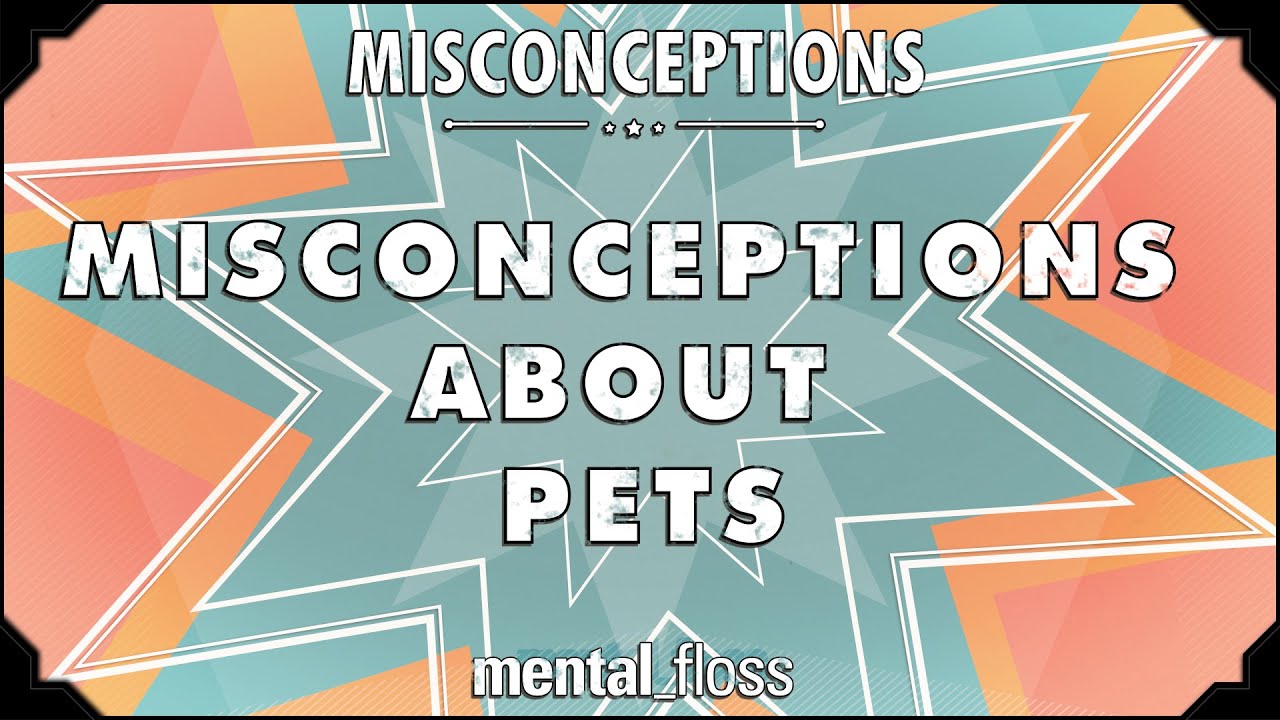 Video thumbnail for Misconceptions about Pets - mental_floss on YouTube (Ep.6)