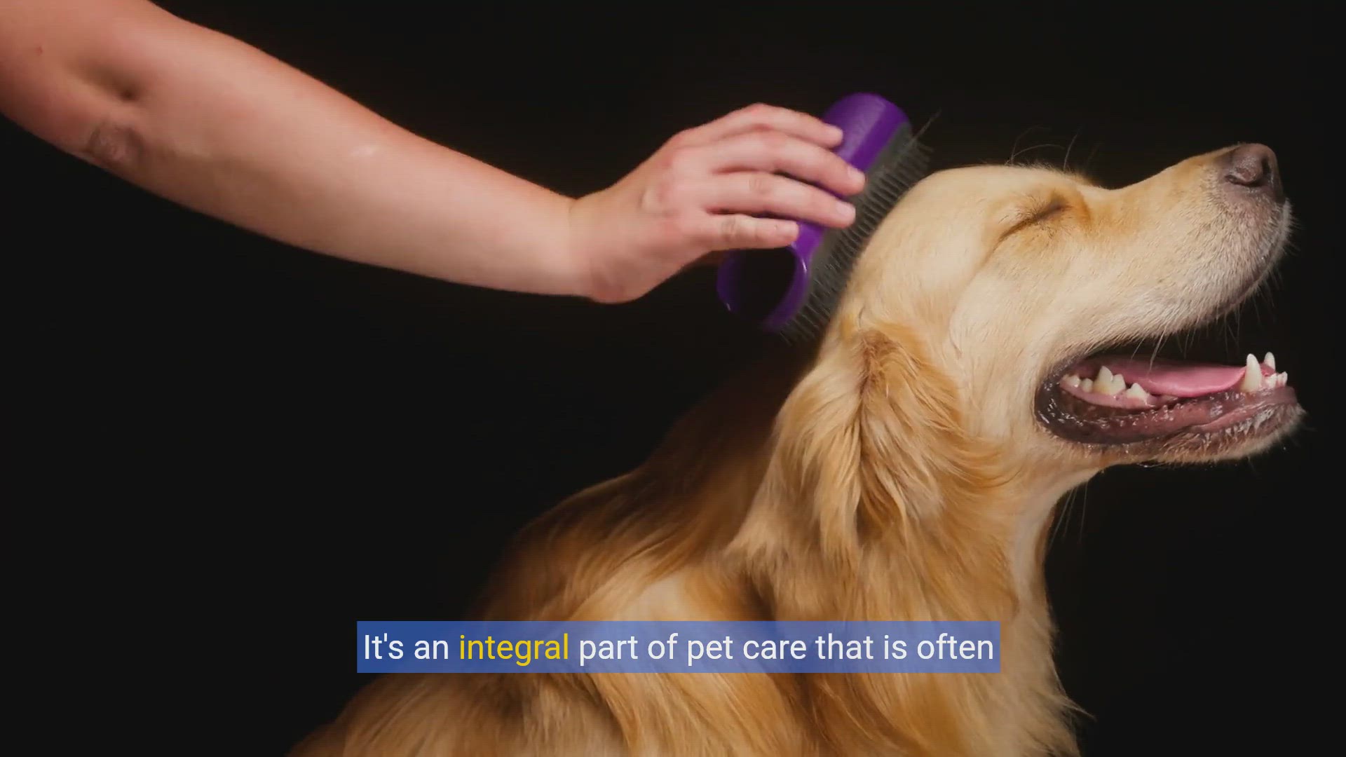 'Video thumbnail for Pearly Whites: A Dog Owner's Guide to Dental Care'
