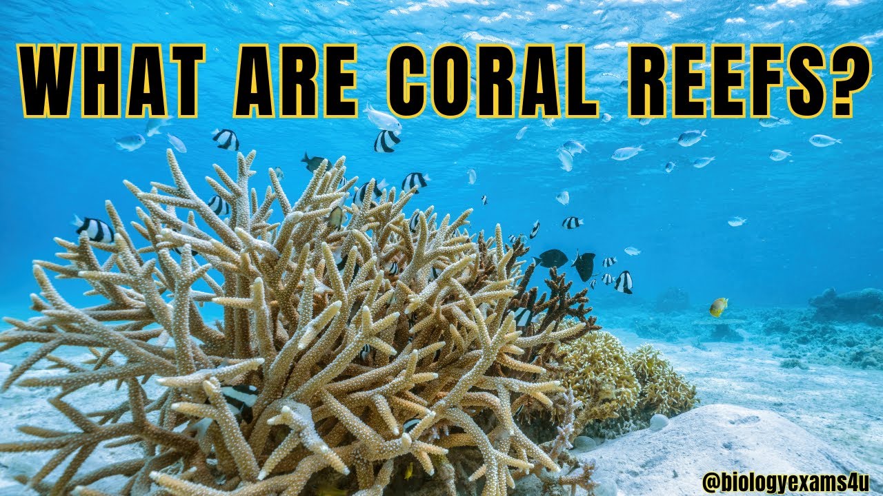 Video thumbnail for What are Coral Reefs? 🪸| Types of Coral Reefs 🪸| Why are coral reefs so important? | Coral Bleaching