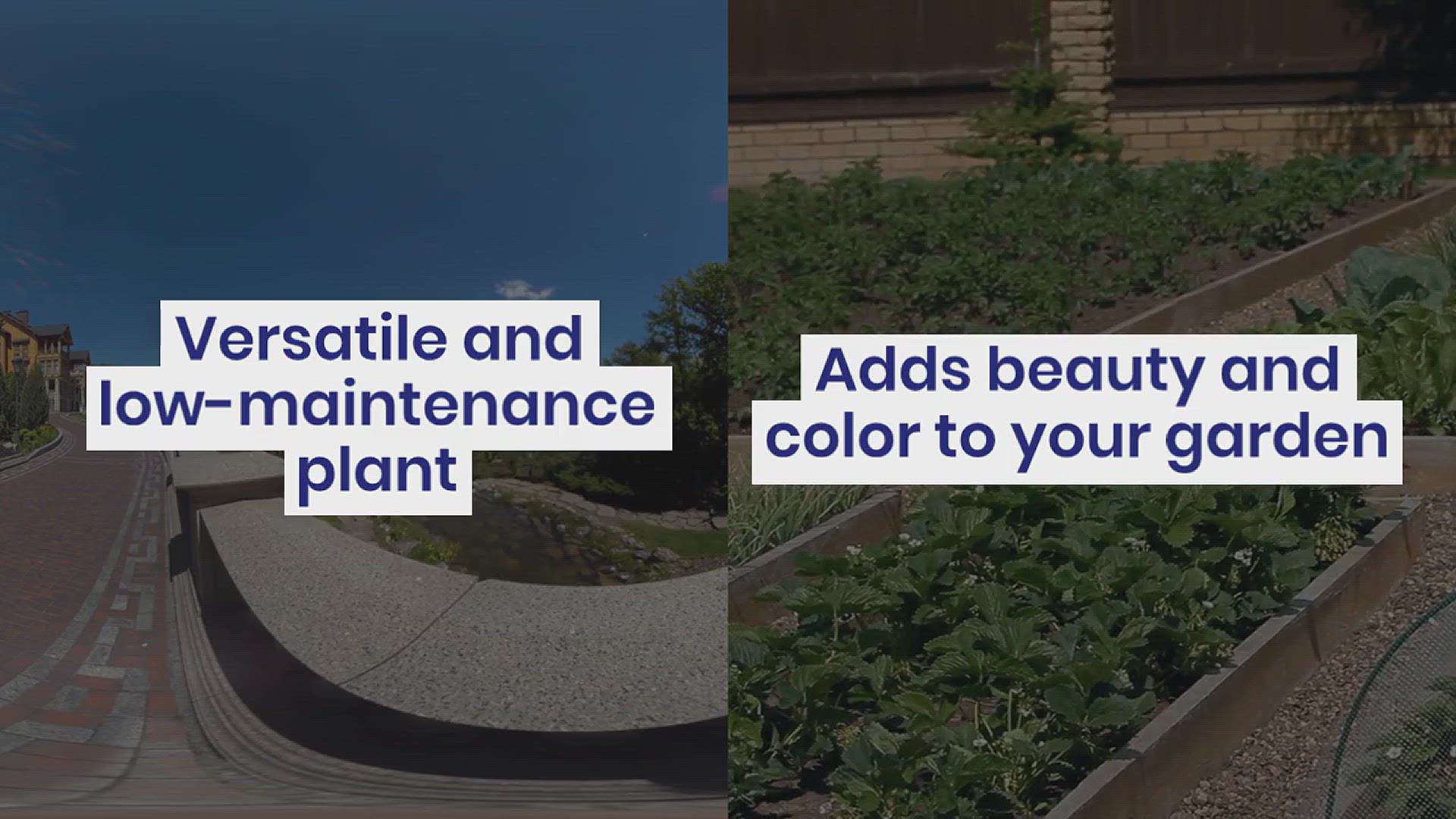'Video thumbnail for How to Grow Vinca Minor in Your Garden'
